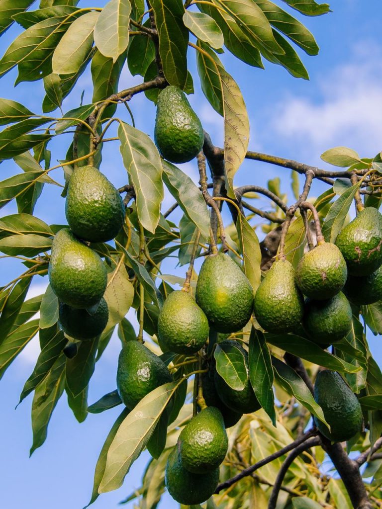 Avoolio, El Mejor Aceite Virgen de Aguacate en Morelia